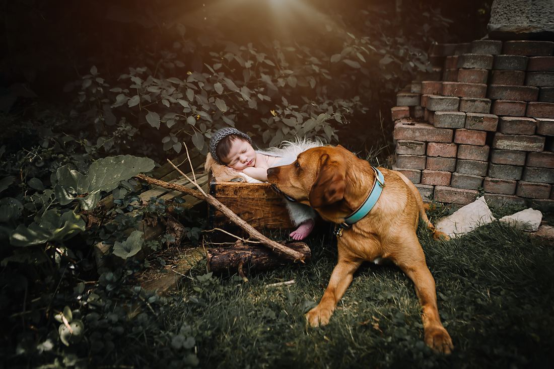 A golden Labrador in a turquoise collar lying in the grass beside a newborn asleep in a wooden crate, nosing gently toward the baby